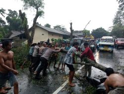 Pengendara Motor Tertimpa Pohon Tumbang, Sat Samapta Polres Loteng Bantu Evakuasi