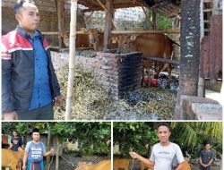 Bantuan Sapi Anggota Dewan, Tepat Sasaran