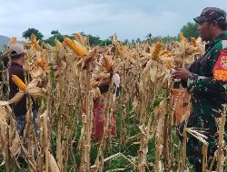 Babinsa Selong Belanak, Ajak Warga Tanam Jagung Sebagai Pangan Alternatif