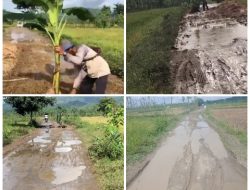Warga Pandan Indah, Tanam Pohon Pisang di Jalan Kabupaten