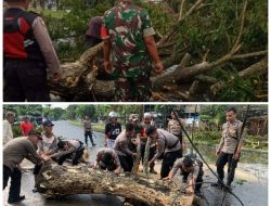 TNI Polri, Berjibaku Evakuasi Pohon Tumbang