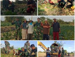 Dari TMMD Ke 117: Di Mujur, Letkol Kav Andi Yusuf Bersama Anggota Bantu Petani Bersihkan Tembakau