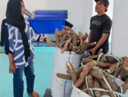 Bahan Baku Tepung Tapioka Sudah Ada di Lombok