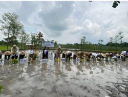 20 H Lahan Pertanian Jadi Lokasi  Percobaan Gamagora di Loteng