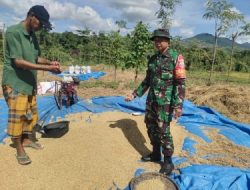 TNI Turun Cek Kondisi Gabah Petani