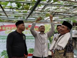 Ketua Dewan Loteng, Langsung Memetik Anggur di Binaan Koptan Kebun Ketare Sambung Rasa