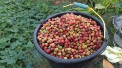 Petani Segala Anyar Sukses Kembangkan Budidaya Kebon Kopi di Wilayah Selatan