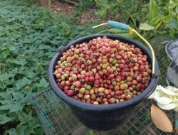 Petani Segala Anyar Sukses Kembangkan Budidaya Kebon Kopi di Wilayah Selatan