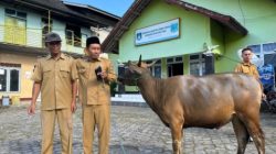 PDAM Loteng Salurkan 6 Ekor Sapi Kurban, Untuk Desa Sumber Mata Air