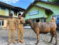 PDAM Loteng Salurkan 6 Ekor Sapi Kurban, Untuk Desa Sumber Mata Air