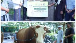 Hj. Sari Serahkan 1 Ekor Sapi Qurban Untuk Masyarakat Loteng