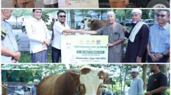 Ir. H. Sari Tebarkan 39 Ekor Sapi Qurban  di Pulau Lombok, Dengan Bobot 1 Ton Lebih