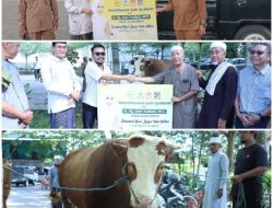 Ir. H. Sari Tebarkan 39 Ekor Sapi Qurban  di Pulau Lombok, Dengan Bobot 1 Ton Lebih