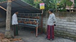 Cegah Stunting, Wabup Berdayakan Program Ayam Petelur