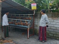 Cegah Stunting, Wabup Berdayakan Program Ayam Petelur